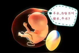 为啥孕妇肚子里的水叫“羊水”，而不是“牛水”、“马水”呢？图片