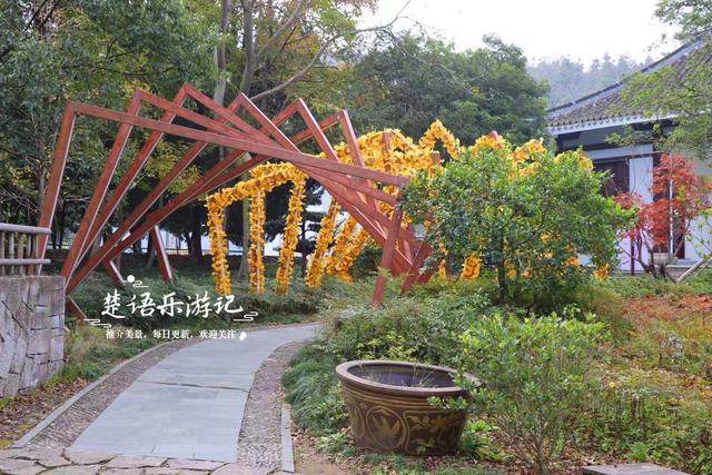 浙江宁波这座山巅古寺的银杏火了，红枫与水杉林也很美，堪比油画