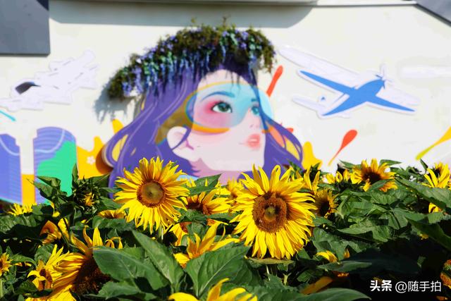 出站即入画，江苏苏州花桥地铁站向日葵花海浪漫触手可及