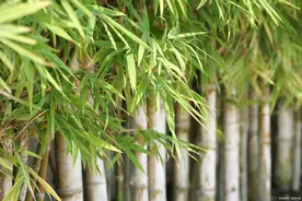 聂磊和加代的相识（完）图片