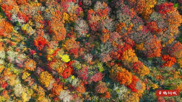 来九龙山，品尝咱钢城深秋的“鸳鸯火锅”