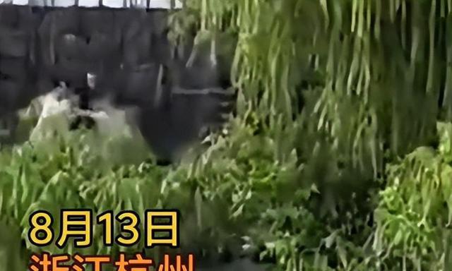 14名游客卷入钱塘江！迅速被冲散，记者曝全过程，没一个值得同情