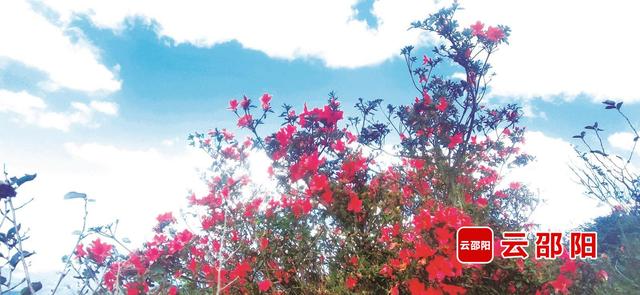 杜鹃花缘何秋日“加班”？