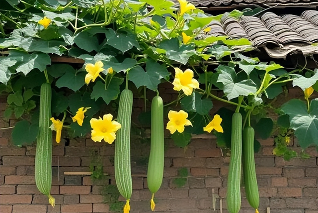 丝瓜再次被关注！研究发现：丝瓜可在一天内清除部分肠道废物