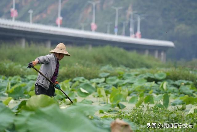 赏滇池湖畔的“夏雨荷”，就来晋宁甸心村