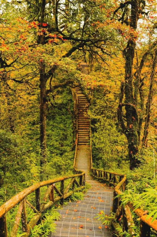 最佳观赏期！雅安的红叶彩林“封神”啦！