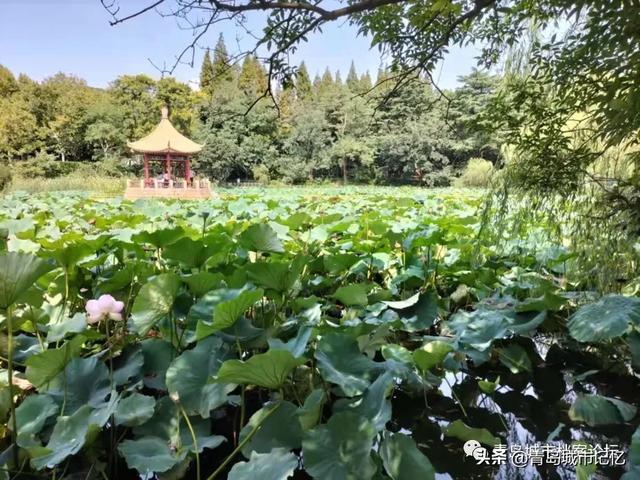 青岛中山公园小西湖凉亭的前世今生