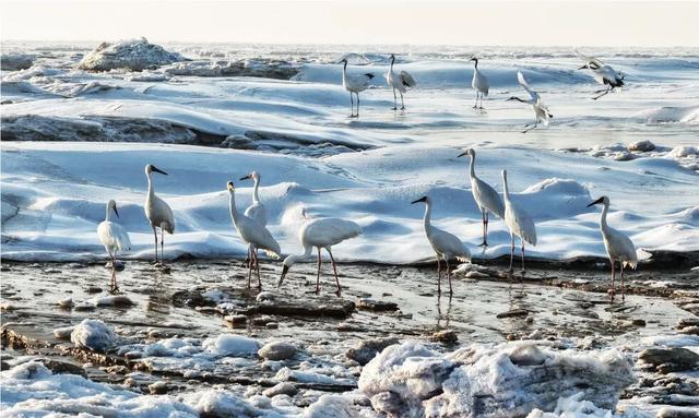 打造辽河口冰凌鹤稀缺IP，赋能盘锦生态文旅双向发展！