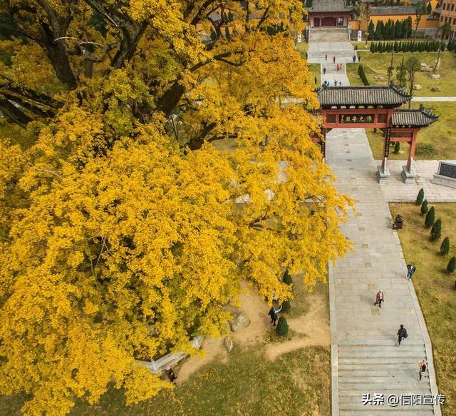 秋色正斑斓！信阳赏秋打卡地推荐