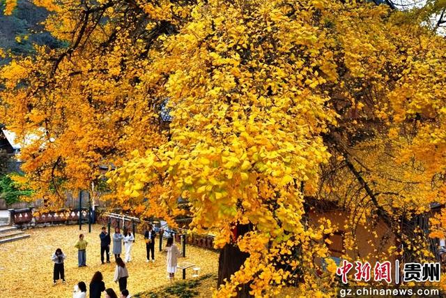 贵州务川：千年银杏“金甲”迎客来