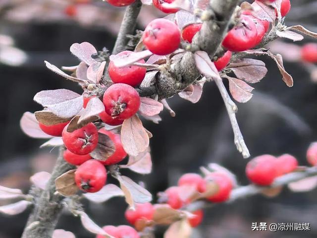 冬日海藏 温柔满溢