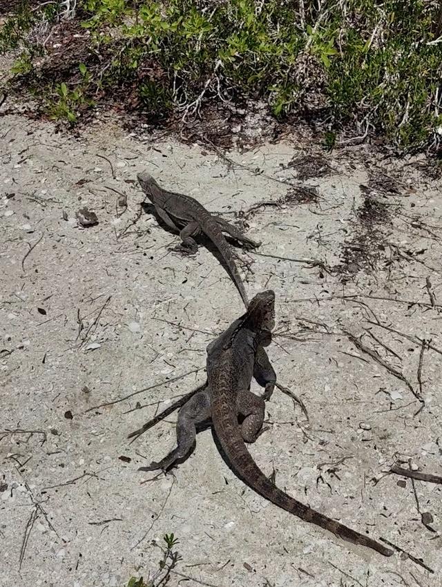 古巴——我的境外旅游第十站（第二篇）