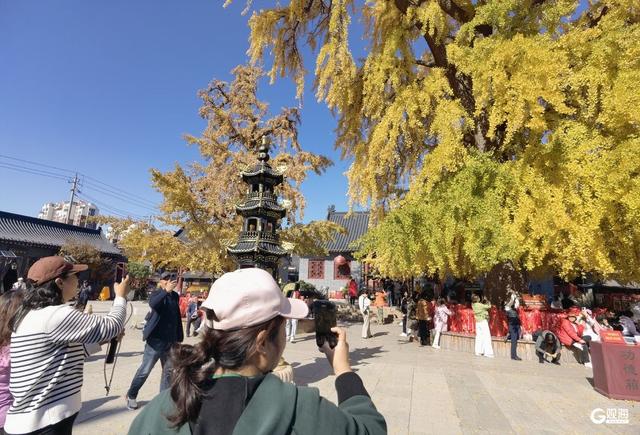 满树金黄！青岛这棵千年银杏已进入最佳观赏期