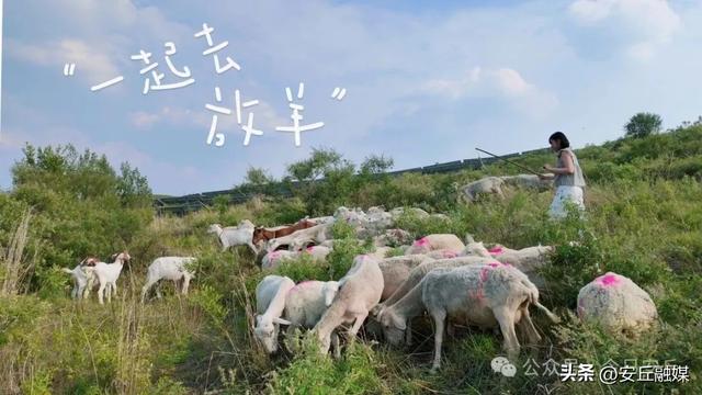 走，放羊去！安丘这里藏着治愈密码！