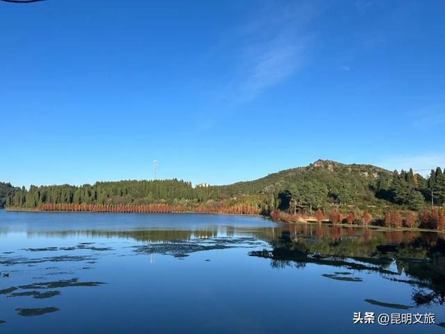 美！美美美！昆明超全水杉打卡地来袭！保姆级攻略快收藏，周末一定要冲~