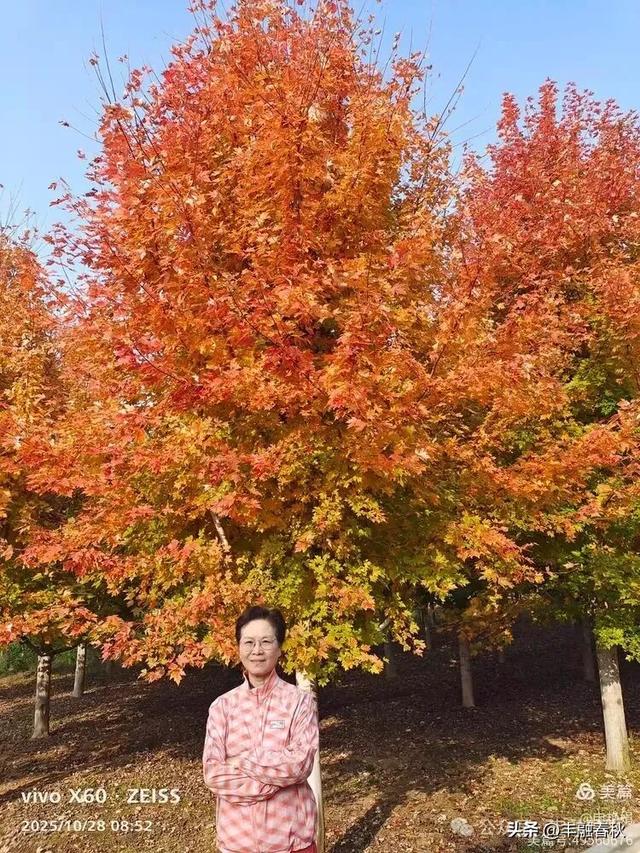 丹枫映秋，枫彩满楼｜申艳娟