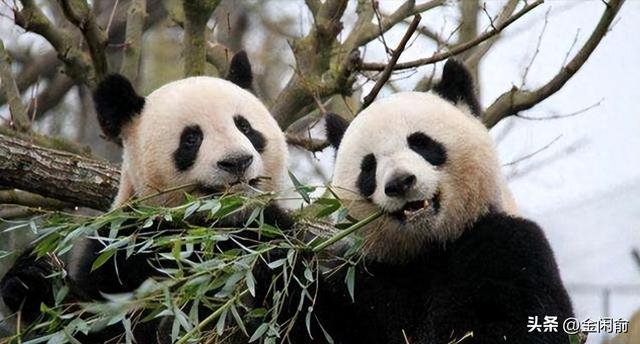 马克龙北京第二天！夫人米白套装出席仪式，兵哥哥气势磅礴	，爱了