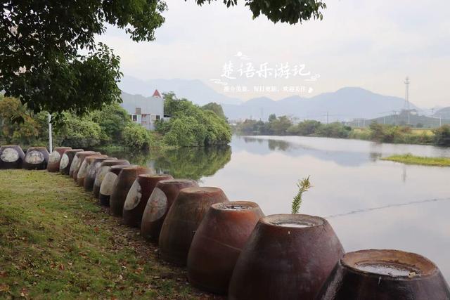宁波这里的银杏已经变黄了，青砖黛瓦与之映衬，烟雨之中更有诗意