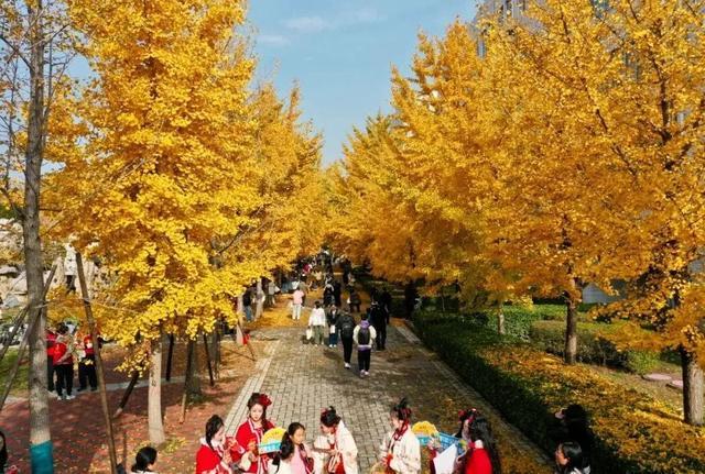 河北经贸大学2025金秋银杏节11月8日盛大开幕