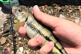 有剧毒！这种河鲜不能吃，100°加热30分钟也没用，已有多人中招！图片