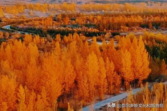 东胜区秋日私语——抓住金色的尾巴