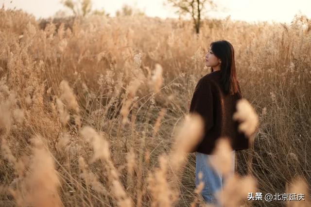 延庆的金色浪漫,就在——