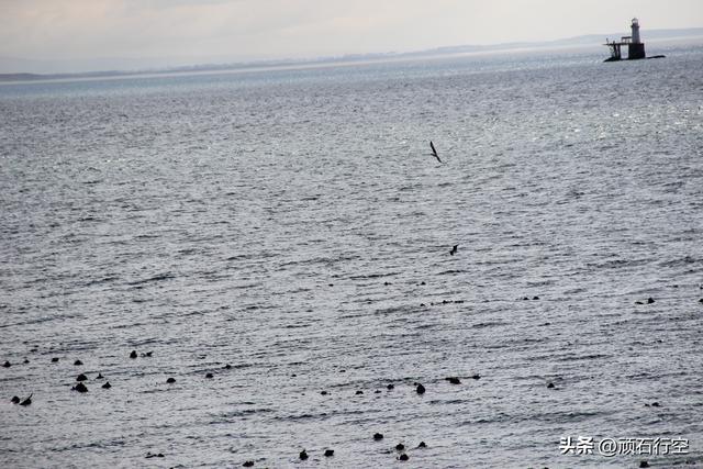 南部非洲：南非开普敦企鹅岛
