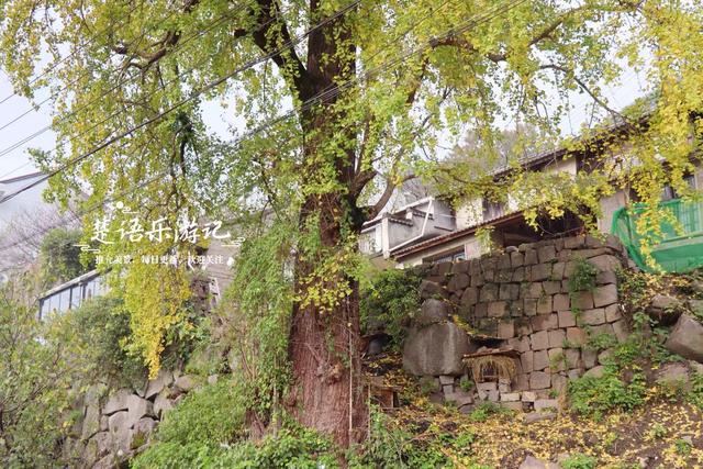 完全没想到，宁波这个以樱桃花走红的古村，秋天的风景也这么美！