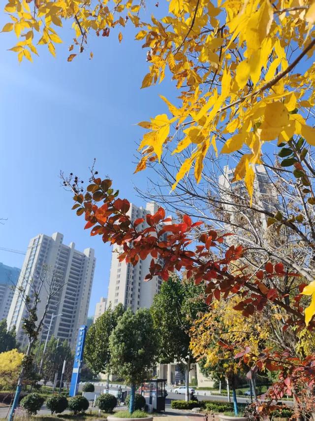 自然盛宴！橙黄橘绿好景时，市民中心初冬的“限定美景”已上线！