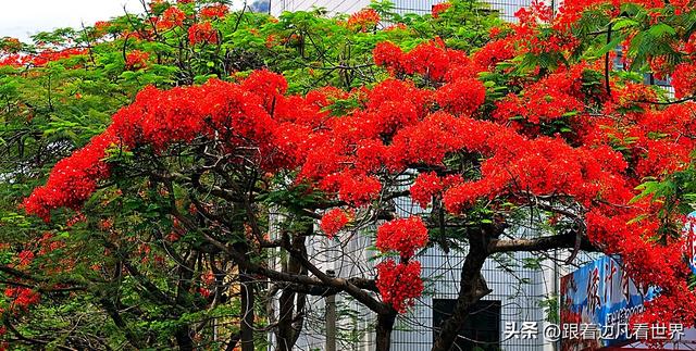 云南易门绿汁镇：凤凰花与旧时光的邂逅