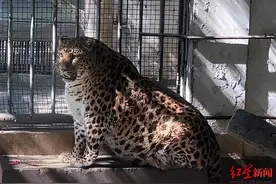 攀枝花网红金钱豹减肥失败？园方：年龄太大安享晚年就好图片