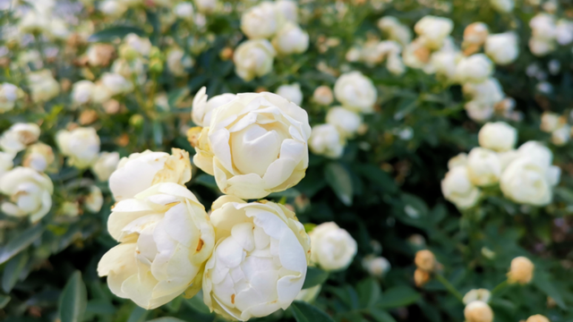 2026深圳国际月季文化年，精彩不打烊！