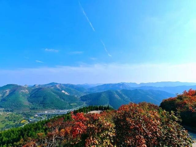 黄栌、五叶枫......济南这里将迎来赏叶黄金期