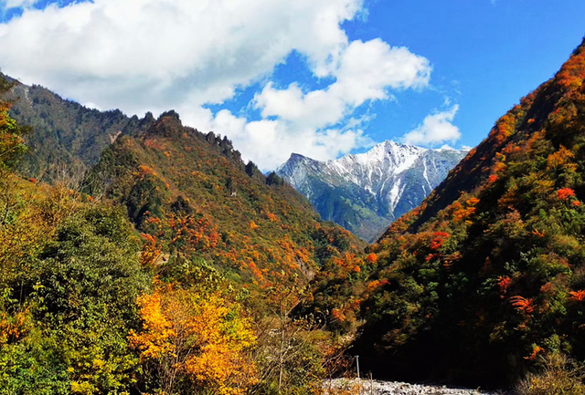走不出这画了，我已被平武的彩林迷倒！