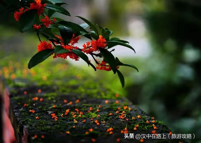 秋雨落汉中，桂香漫全城（最佳赏桂打卡点推荐）