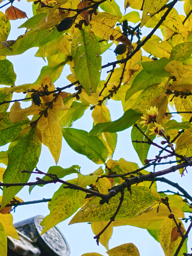 泰山王母池蜡梅初绽 花叶同枝尽显冬日诗意