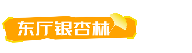 生为山东「银」，何其有「杏」！
