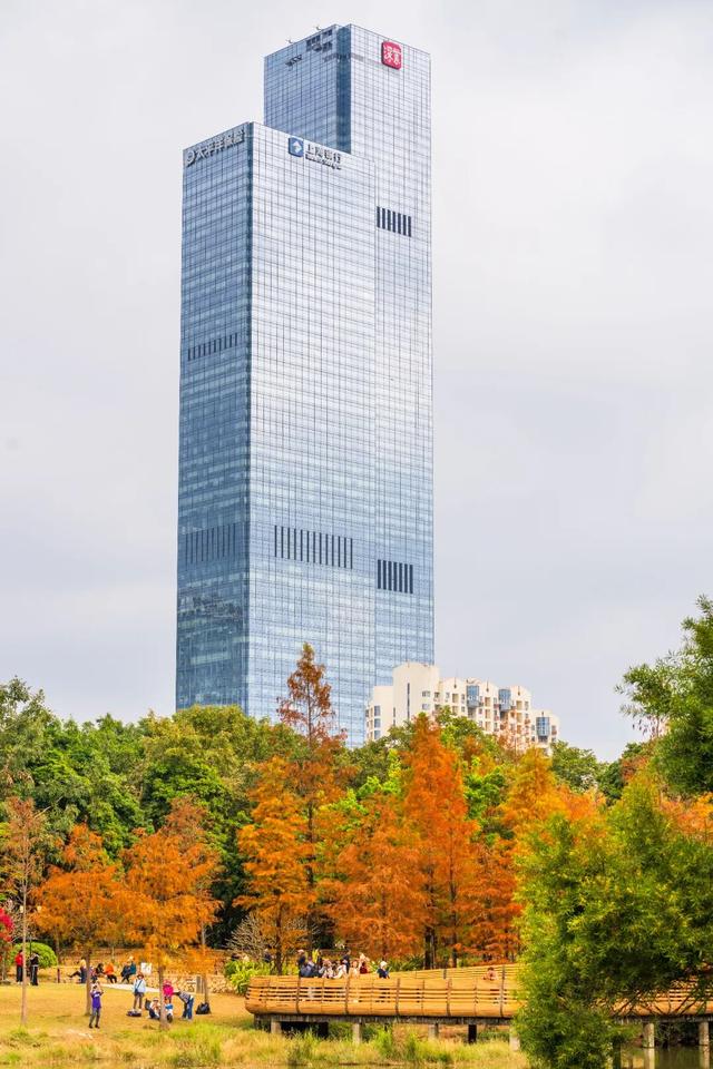 莲花山落羽杉，红了！