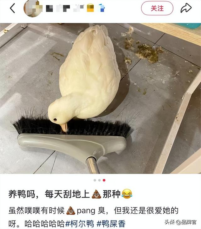 “鸭中爱马仕”跌落神坛，从上万一只到300元甩卖无人在意！