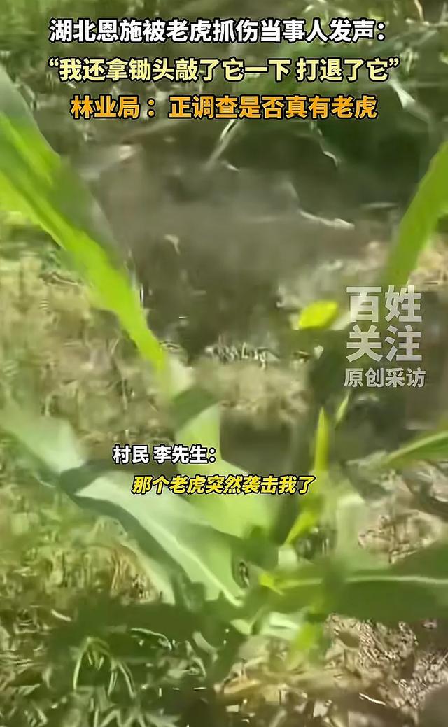 湖北恩施一村民干农活时被老虎抓伤：持锄头敲了它几下 摇摇头走了