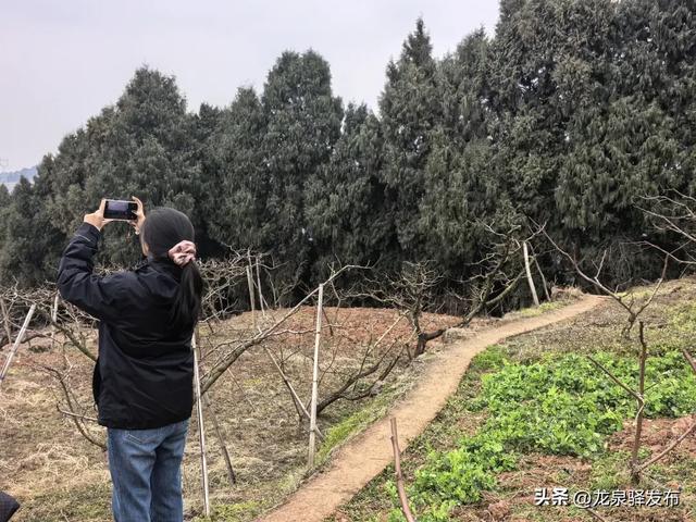 龙泉山“画马”官方安全线路来了！邀市民登山迎马年