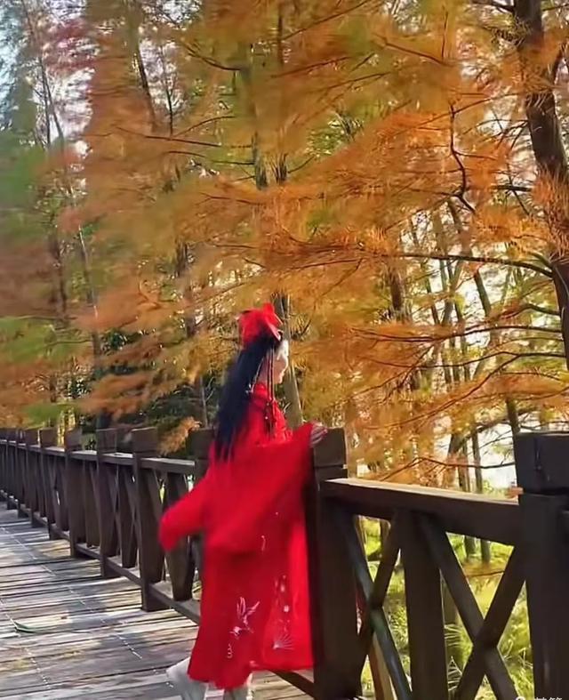 冬日里的红杉林