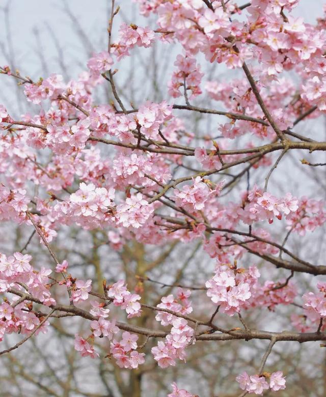 快来新津！成都最早最大面积樱花盛放！