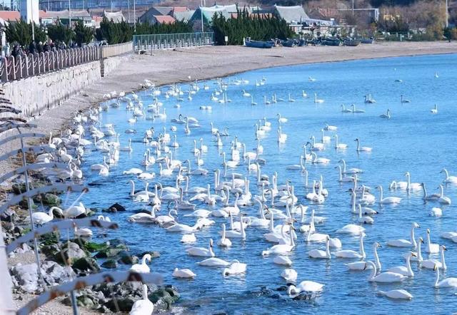 乘高铁看天鹅，还有限时景区优惠！