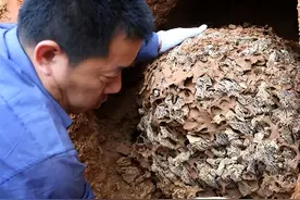 浙江大坝23年挖出百万白蚁，三蚁后生长超10年，能啃穿钢筋水泥?图片