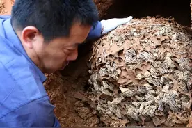 浙江大坝23年挖出百万白蚁，三蚁后生长超10年，能啃穿钢筋水泥?图片