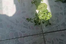 晒背第七天喽，坐着晒和趴着晒哪个效果会更好？图片