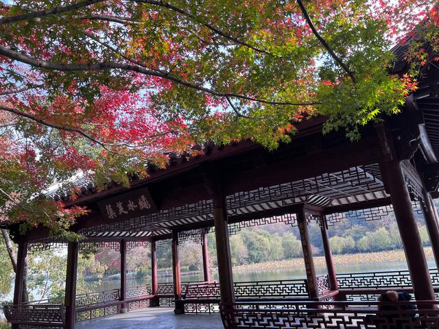 如花如画，每年一见的杭州红叶季到了，错过再等一年。