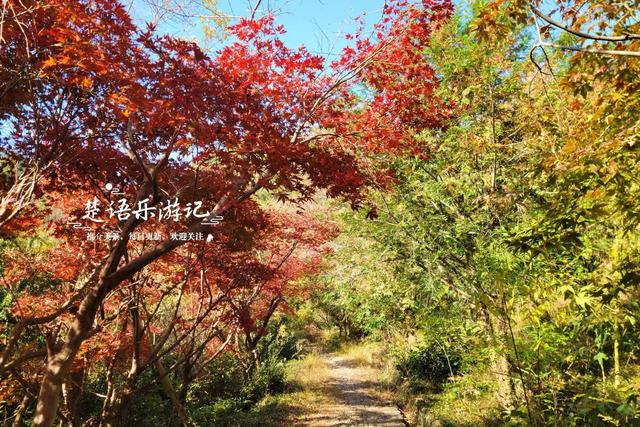 浙江宁波发现一条新的红枫古道，沿途风景犹如油画，拍照太出片