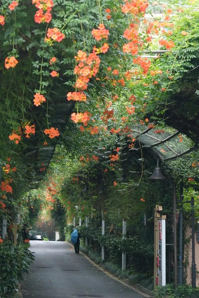 夏日限定凌霄花！带上这份指南来打卡